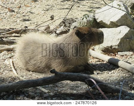 Capibara Looks A Lot Like A Beaver But The Tail And Size Are Very Different, He Has No Tail And Is M