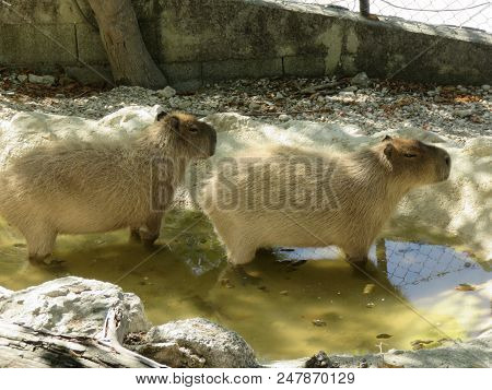 Capibara Looks A Lot Like A Beaver But The Tail And Size Are Very Different, He Has No Tail And Is M