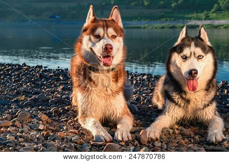 Portrait Two Happy Husky Dogs Looking At Camera. Evening Cute Portrait On The Background Of The Summ