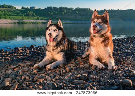 Portrait Two Beautiful Siberian Huskies Dogs. Cute Happy Husky Dogs Evening Portrait On The Backgrou