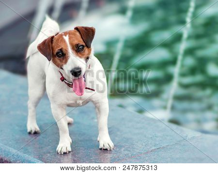Portrait Of Front Of Cute Happy Smiling Small White And Brown Dog Jack Russel Terrier Standing On Ci