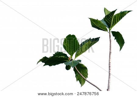 Top Of Tropical Trees Leaves With A Fruit On White Isolated Background For Green Foliage Backdrop