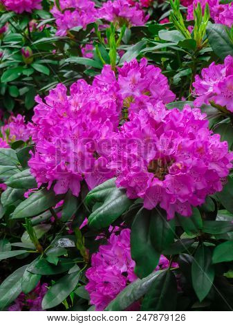 Beautiful Rhododendron Shrubs Strewn With Beautiful Flowers