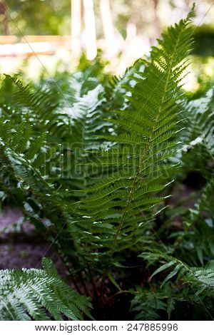 Perfect Natural Fern Pattern. Beautiful Background Made With Young Green Fern Leaves. Color Of Kale