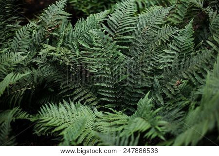 Perfect Natural Fern Pattern. Beautiful Background Made With Young Green Fern Leaves. Color Of Kale