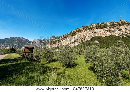 Olive Orchard In The Sarca Valley (valle Del Sarca) Near Torbole And Italian Alps. Trentino Alto Adi