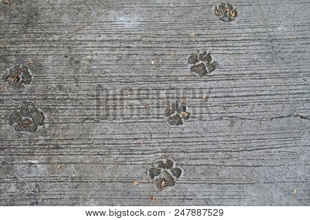 Dog Paw Print Pattern On Rough Cement Ground Floor Of A Pavement  Lane For Backdrop Background