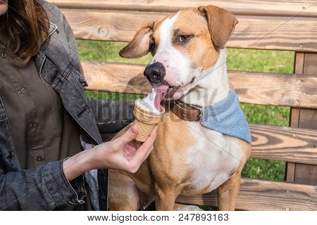 Giving Ice Cream To Funny Cute Dog. Young Female Feeds Vanilla Ice Cream Cone As Treat To Staffordsh