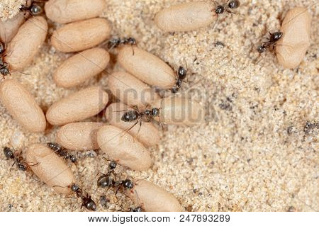 Ants And Formic Eggs In Nature. Macro