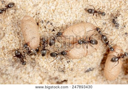 Ants And Formic Eggs In Nature. Macro