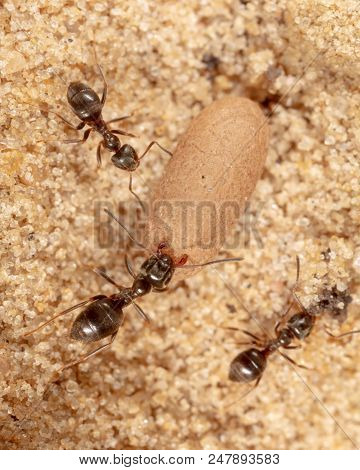 Ants And Formic Eggs In Nature. Macro
