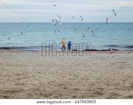 People Feed Gulls. Coast Of The Caspian Sea. Kazakhstan.