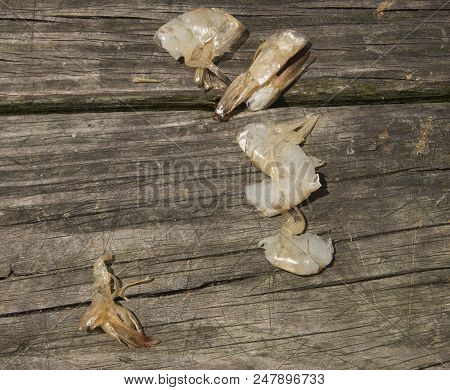 Shrimp Lay On A Bench Ready For Use As Bait For Bottom Fishing From The Bouge Sound Fishing Pier In 
