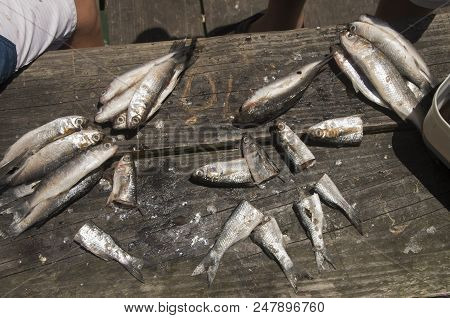 Finger Mullet Lay On A Bench Being Prepared For Bottom Fishing