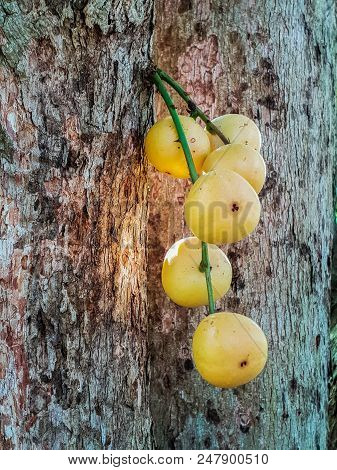Thai Fruit Rambeh On The Rambi Tree