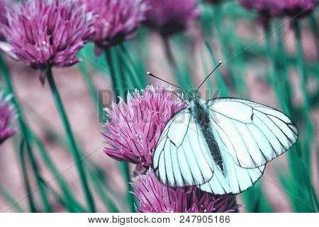 A Beautiful Insect On A Pink Flower. Butterfly With White Wings On Which Are Black Stripes. Closeup.