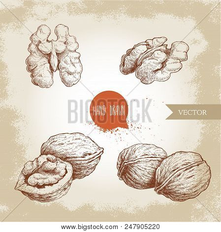 Hand Drawn Sketch Style Walnuts Set. Whole, Half And Walnut Seed. Eco Healthy Food Vector Illustrati
