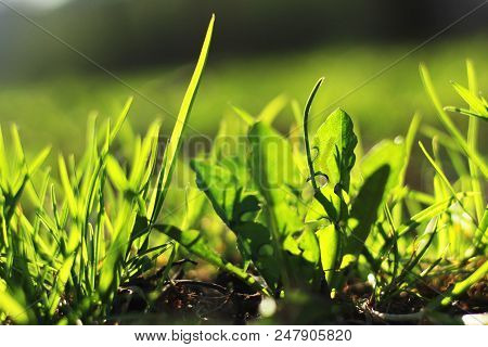 Concept Of Green Environment, Grass Close Up