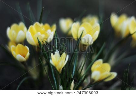 Early Spring Snowdrops, Selective Focus, Close Up