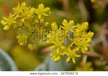 Reflexed Stonecrop Yellow Flower - Latin Name - Sedum Reflexum