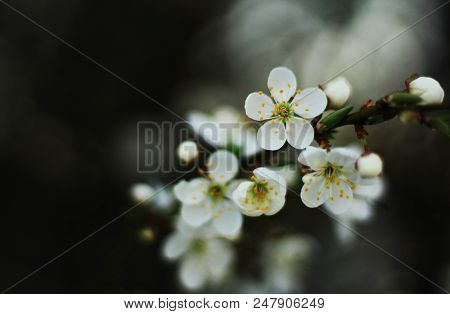 Cherry Blossoms - Great Background, Shot With Selective Focus