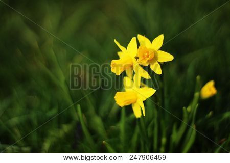 Close Up On Daffodils, Selective Focus, Grass In Background