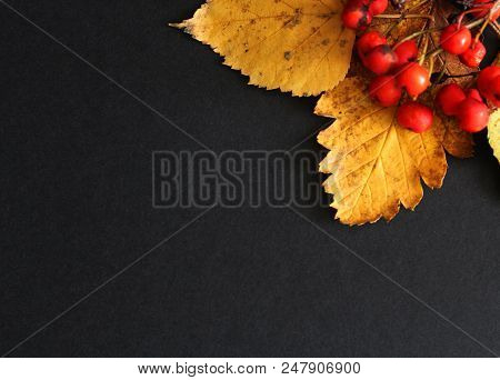 Autumn Concept: Yellow Leaves And Red Rowanberry