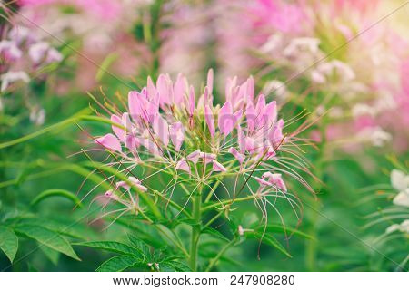 Beautiful Cleome Spinosa Or Spider Flower In The Garden