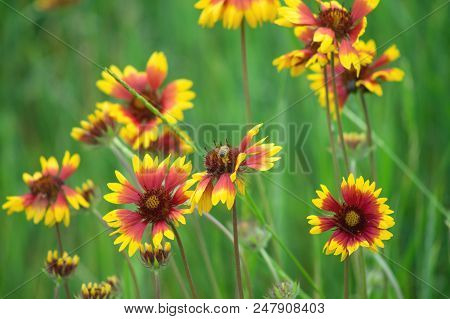 Blooming Gaillardia Flowers, Family Asters. Flowering Of Chamomile Gerbera.