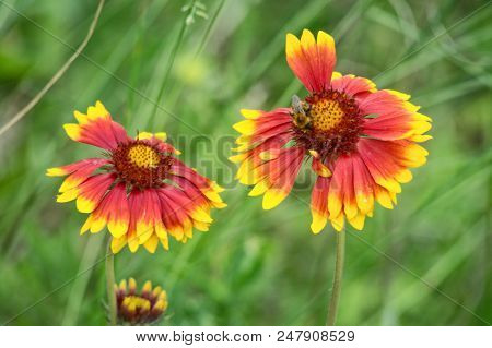 Blooming Gaillardia Flowers, Family Asters. Flowering Of Chamomile Gerbera.