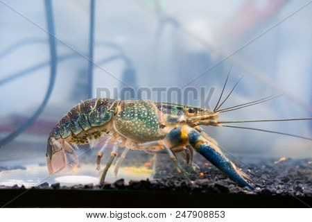 Crayfish lobster has eggs at abdomen, Cherax quadricarinatus