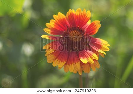 Blooming Gaillardia Flowers, Family Asters. Flowering Of Chamomile Gerbera.