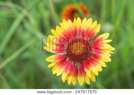Blooming Gaillardia Flowers, Family Asters. Flowering Of Chamomile Gerbera.