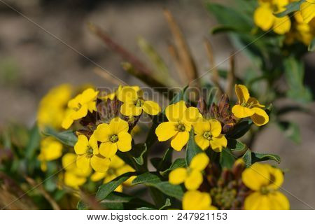 Alpine Wallflower Yellow Flowers - Latin Name - Erysimum Golden Gem
