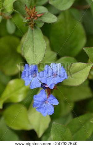 Blue Leadwort Flower - Latin Name - Ceratostigma Plumbaginoides