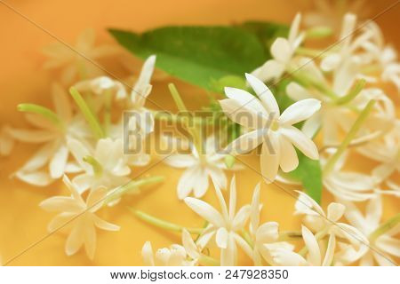 Jasmine Falls In A Beautiful Yellow Scene.