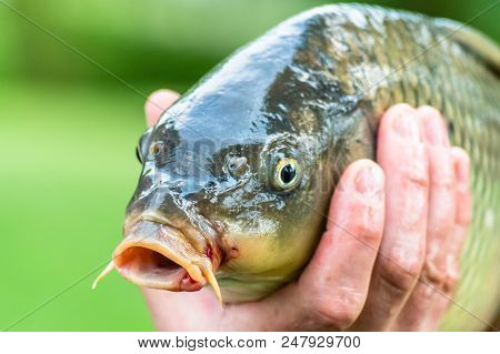 Fisherman Holding Nice Living Fish In Hands, Common Carp