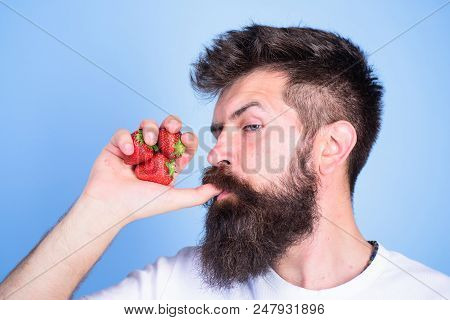 Hipster Bearded Holds Strawberries Fist As Juice Bottle. Man Drinks Strawberry Juice Suck Thumb As D