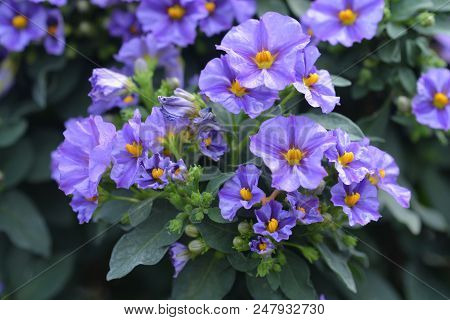 Blue Potato Bush Flowers - Latin Name - Lycianthes Rantonnetii
