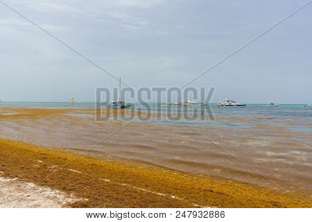 Punta Cana, Dominican Republic - June 24, 2018: : sargassum seaweeds on ocean beach in Bavaro, Punta Cana. Due to global warming, the altered ocean current bring sargasso to Dominican Republic coast.