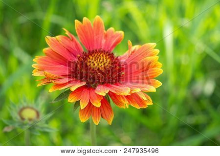 Blooming Gaillardia Flowers, Family Asters. Flowering Of Chamomile Gerbera.