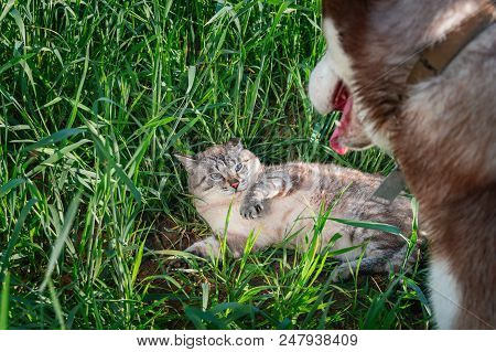 Dog Attacked Cat. Cat Is Protected From The Aggressive Red Dog. Cat Scratches Attacking Dog. Husky C