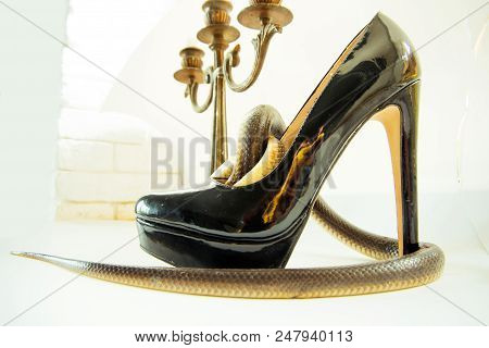 Charm And Danger. Leather Footwear And Serpent Animal. Snake Wrapped Around High Heel Shoe And Candl