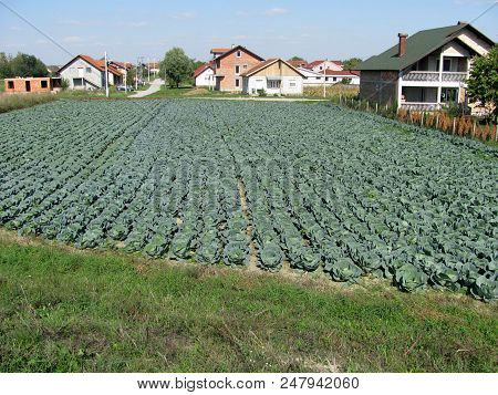 Cabbage Garden In Futog In Vojvodina, Serbia
