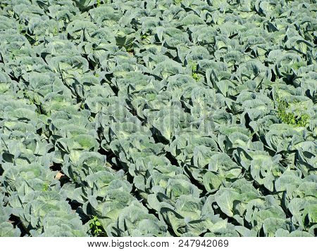 Cabbage Garden In Futog In Vojvodina, Serbia