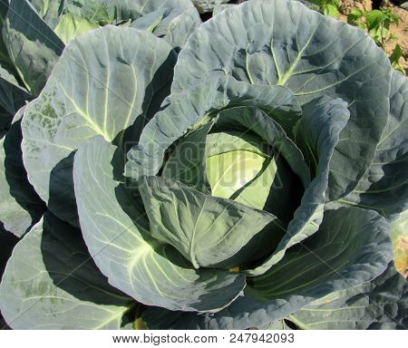 Big White Cabbage Growing In The Garden.
