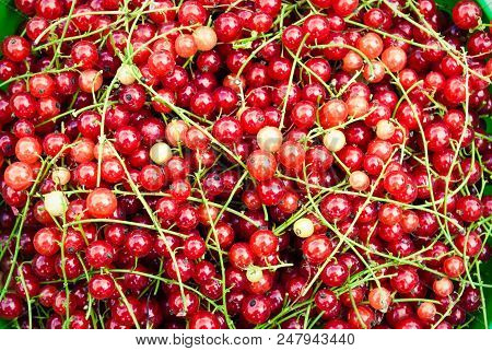 Background Of Ripe Juicy Red Currant Berries. Top View - Horizon