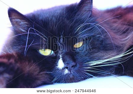 Muzzle Of Cat. Close-up. Muzzle Of Black Cat. Lazy Pet. Domestic Animal