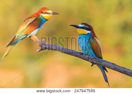 Pair Of Bee-eaters Sitting On A Dry Branch , Wildlife, Unique Frames