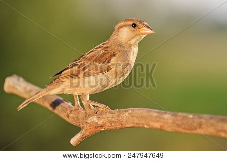 Sparrow On A Branch Illuminated By The Summer Sun , Wildlife, Unique Frames